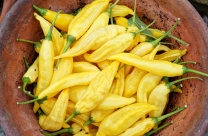 yellow chilli in pot- vivid